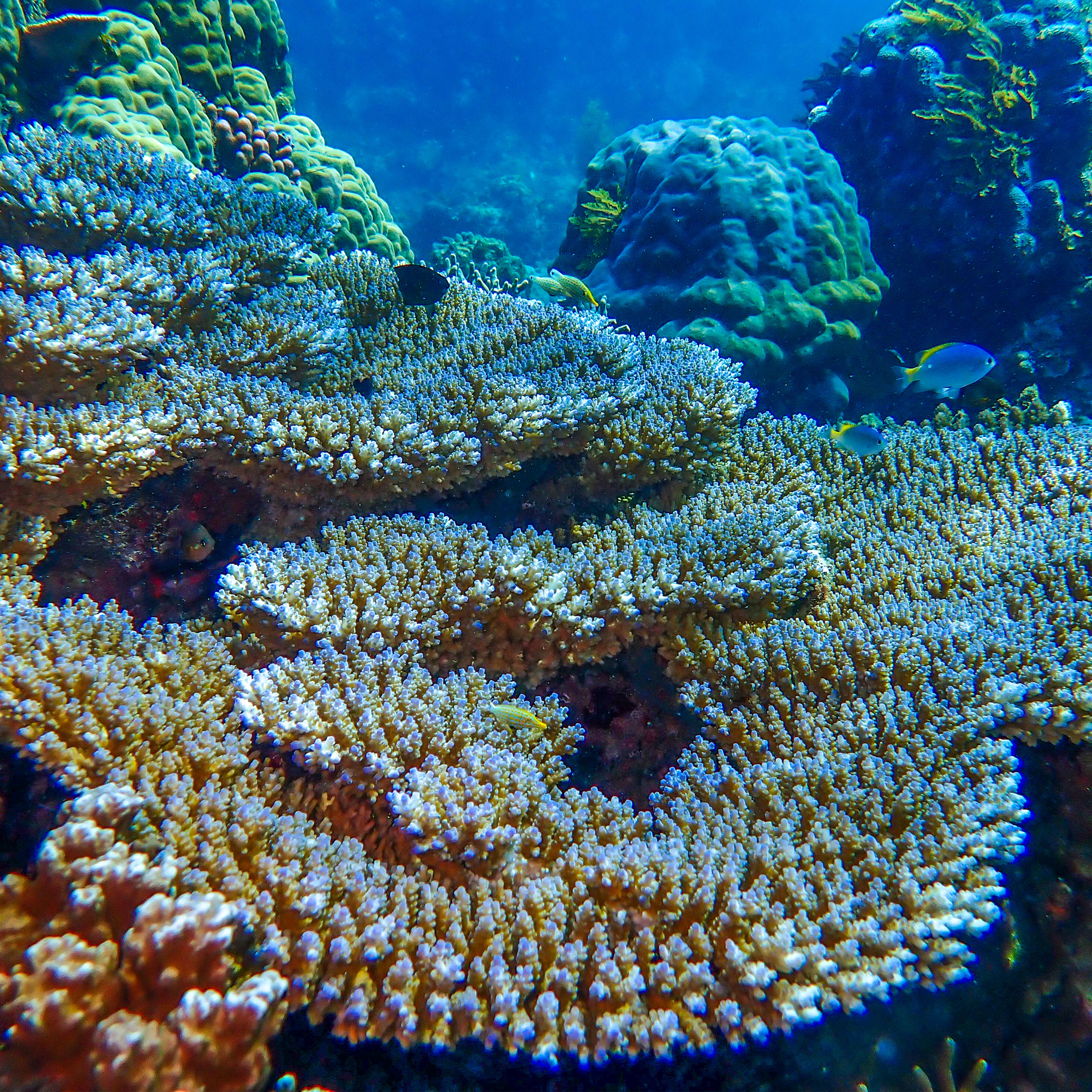<b class="font-bara"><i class="bi bi-geo-fill h4"></i> BRITANIA DIVING & SNORKELING SITE</b> <br/>Located near the Bonbon Island, Brgy. Britania, San Agustin, SDS.